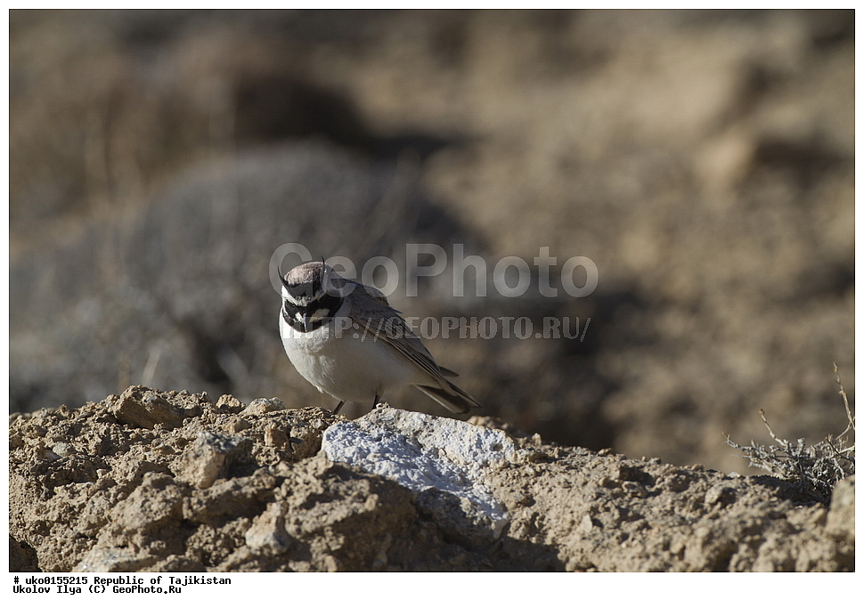 ��������� �����, �����������, ���������� �����������, ������� ����, ����������� ����, �����, ��������, ��������, �����, �����, ��������, �����������, XYZ, ������������, Alaudidae, ������� ���������, ���, Eremophila alpestris