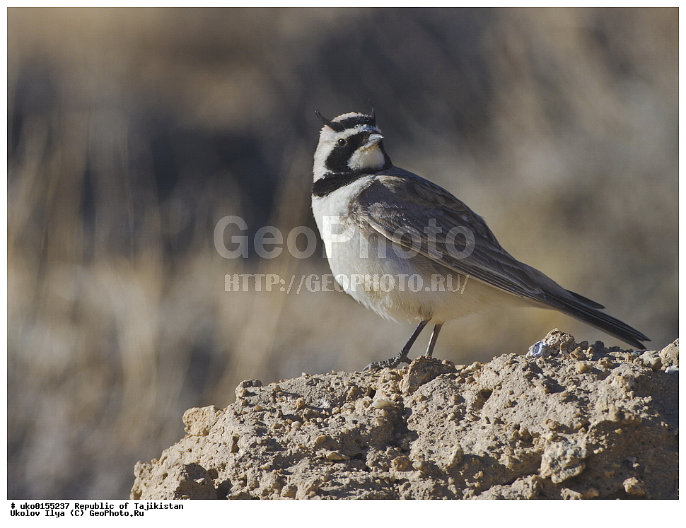 ��������� �����, �����������, ���������� �����������, ������� ����, ����������� ����, �����, ��������, ��������, �����, �����, ��������, �����������, XYZ, ������������, Alaudidae, ������� ���������, ���, Eremophila alpestris