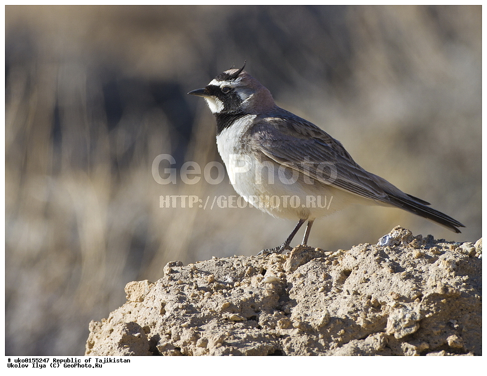 ��������� �����, �����������, ���������� �����������, ������� ����, ����������� ����, �����, ��������, ��������, �����, �����, ��������, �����������, XYZ, ������������, Alaudidae, ������� ���������, ���, Eremophila alpestris