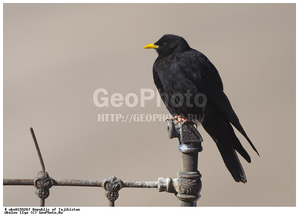 ��������� �����, �����������, ���������� �����������, ������� ����, ����������� ����, �����, ��������, ��������, �����, �����, ��������, �����������, XYZ, ��������, ���������, Corvidae, ���������� �����, Pyrrhocorax graculus