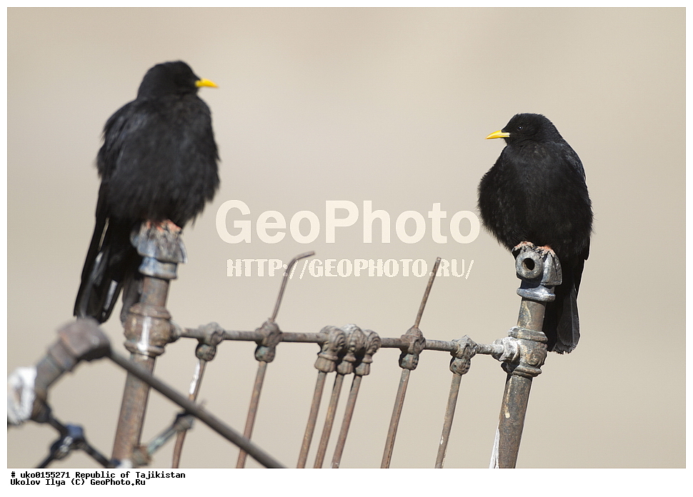 ��������� �����, �����������, ���������� �����������, ������� ����, ����������� ����, �����, ��������, ��������, �����, �����, ��������, �����������, XYZ, ��������, ���������, Corvidae, ���������� �����, Pyrrhocorax graculus