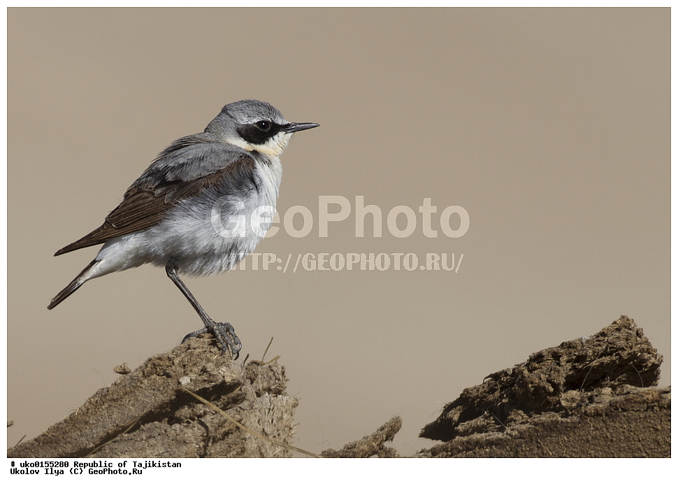 ��������� �����, �����������, ���������� �����������, ������� ����, ����������� ����, �����, ��������, ��������, �����, �����, ��������, �����������, XYZ, ������������, Muscicapidae, ������������ �������, �������, Oenanthe oenanthe