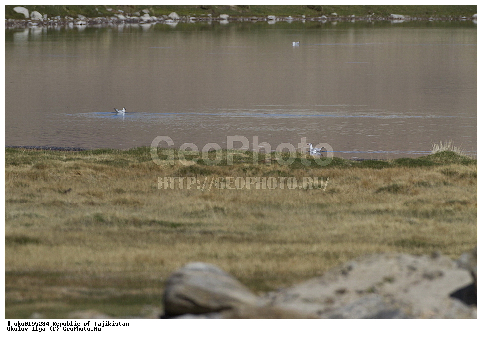  ��������� �����, �����������, ���������� �����������, ������� ����, ����������� ����, �����, ��������, ��������, �����, �����, ��������, �����������, ������� �����, ������� �����, XYZ, ��������, Laridae, ����������� �����, Chroicocephalus brunnicephalus, Larus brunnicephalus