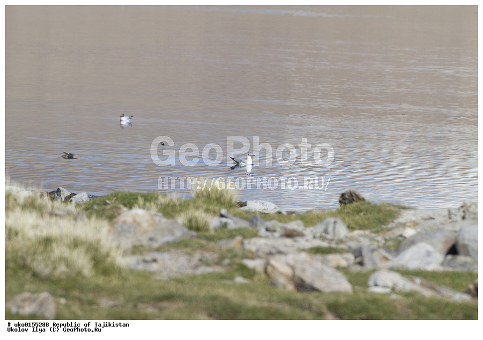  ��������� �����, �����������, ���������� �����������, ������� ����, ����������� ����, �����, ��������, ��������, �����, �����, ��������, �����������, ������� �����, ������� �����, XYZ, ��������, Laridae, ����������� �����, Chroicocephalus brunnicephalus, Larus brunnicephalus