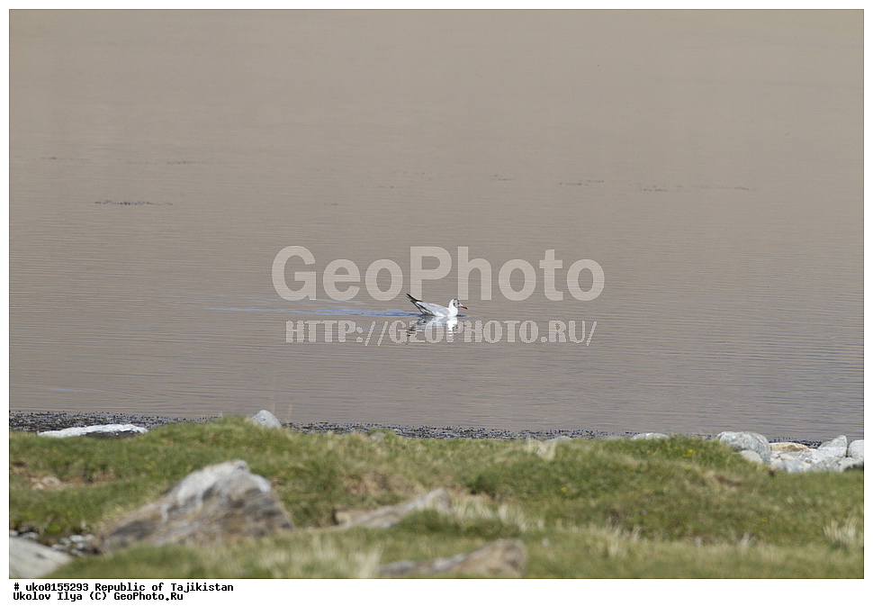  ��������� �����, �����������, ���������� �����������, ������� ����, ����������� ����, �����, ��������, ��������, �����, �����, ��������, �����������, ������� �����, ������� �����, XYZ, ��������, Laridae, ����������� �����, Chroicocephalus brunnicephalus, Larus brunnicephalus