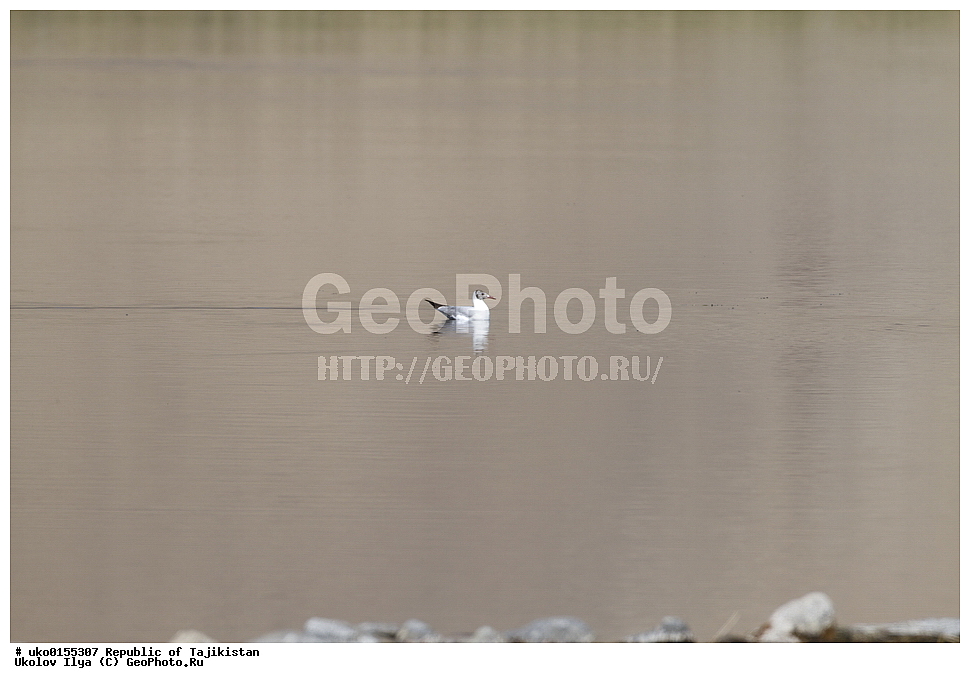  ��������� �����, �����������, ���������� �����������, ������� ����, ����������� ����, �����, ��������, ��������, �����, �����, ��������, �����������, ������� �����, ������� �����, XYZ, ��������, Laridae, ����������� �����, Chroicocephalus brunnicephalus, Larus brunnicephalus