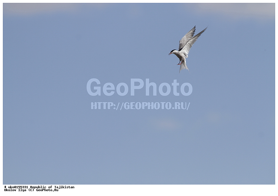 ��������� �����, �����������, ���������� �����������, ������� ����, ����������� ����, �����, ��������, ��������, �����, �����, ��������, �����������, ������� �����, ������� �����, XYZ, ���������, Sternidae, ������ ������, ������������ ������, Sterna hirundo