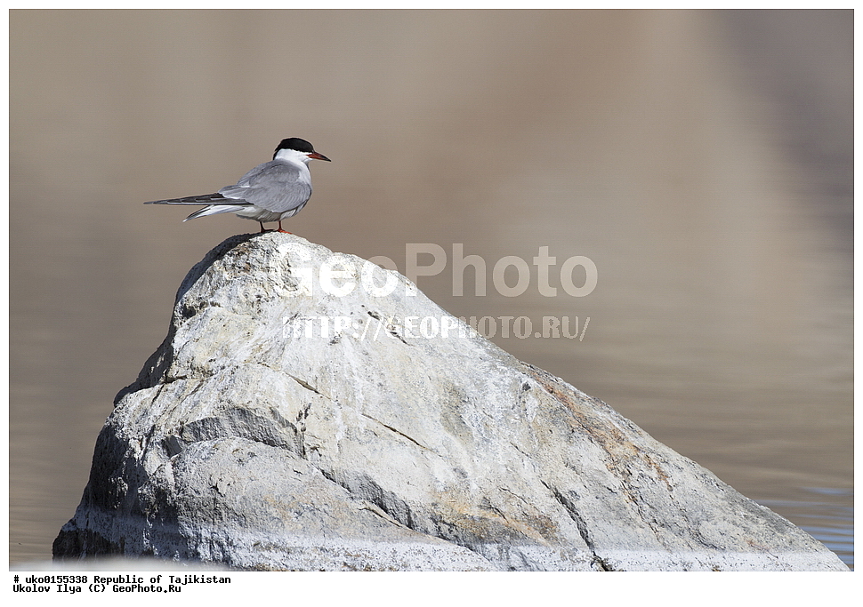 ��������� �����, �����������, ���������� �����������, ������� ����, ����������� ����, �����, ��������, ��������, �����, �����, ��������, �����������, ������� �����, ������� �����, XYZ, ���������, Sternidae, ������ ������, ������������ ������, Sterna hirundo