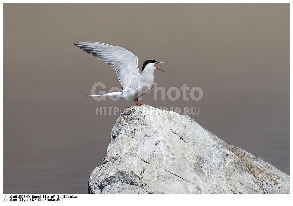 ��������� �����, �����������, ���������� �����������, ������� ����, ����������� ����, �����, ��������, ��������, �����, �����, ��������, �����������, ������� �����, ������� �����, XYZ, ���������, Sternidae, ������ ������, ������������ ������, Sterna hirundo