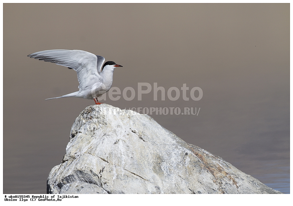 ��������� �����, �����������, ���������� �����������, ������� ����, ����������� ����, �����, ��������, ��������, �����, �����, ��������, �����������, ������� �����, ������� �����, XYZ, ���������, Sternidae, ������ ������, ������������ ������, Sterna hirundo