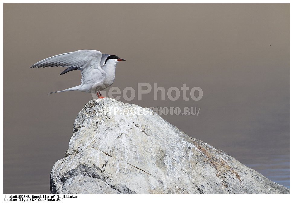 ��������� �����, �����������, ���������� �����������, ������� ����, ����������� ����, �����, ��������, ��������, �����, �����, ��������, �����������, ������� �����, ������� �����, XYZ, ���������, Sternidae, ������ ������, ������������ ������, Sterna hirundo