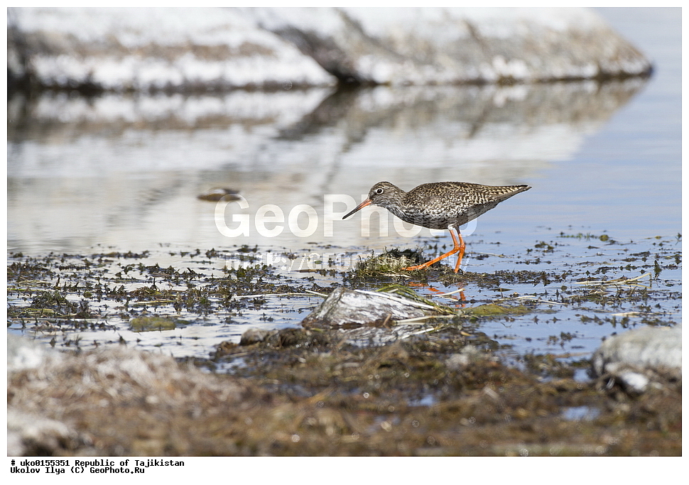 ��������� �����, �����������, ���������� �����������, ������� ����, ����������� ����, �����, ��������, ��������, �����, �����, ��������, �����������, �����, ������, XYZ, ���������, Scolopacidae, �������, �����������, Tringa totanus