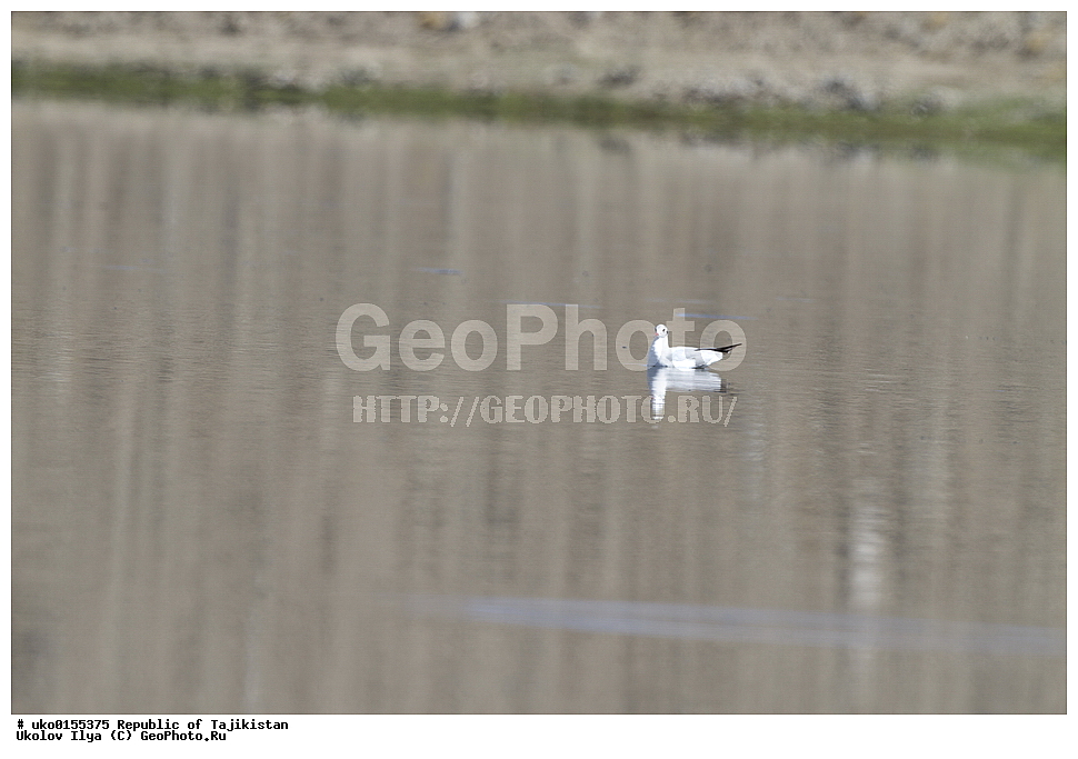  ��������� �����, �����������, ���������� �����������, ������� ����, ����������� ����, �����, ��������, ��������, �����, �����, ��������, �����������, ������� �����, ������� �����, XYZ, ��������, Laridae, ����������� �����, Chroicocephalus brunnicephalus, Larus brunnicephalus