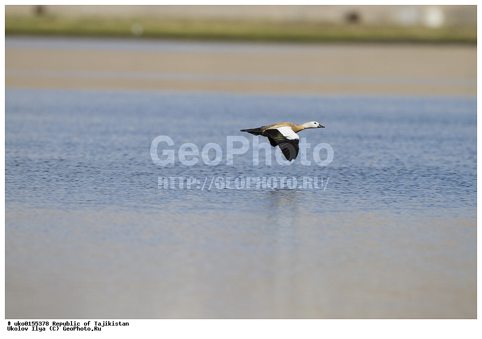 ��������� �����, �����������, ���������� �����������, ������� ����, ����������� ����, �����, ��������, ��������, �����, �����, ��������, �����������, �����������������, ������������� �����, ������������� �����, XYZ, ������, Anatidae, �����, ������� ����, Tadorna ferruginea