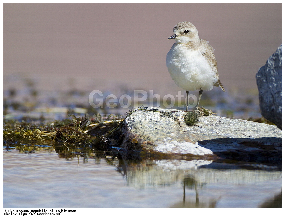  ��������� �����, �����������, ���������� �����������, ������� ����, ����������� ����, �����, ��������, ��������, �����, �����, ��������, �����������, �����, ������, XYZ, ���������, Charadriidae, ����������� ���, ����������� ����, Charadrius mongolus