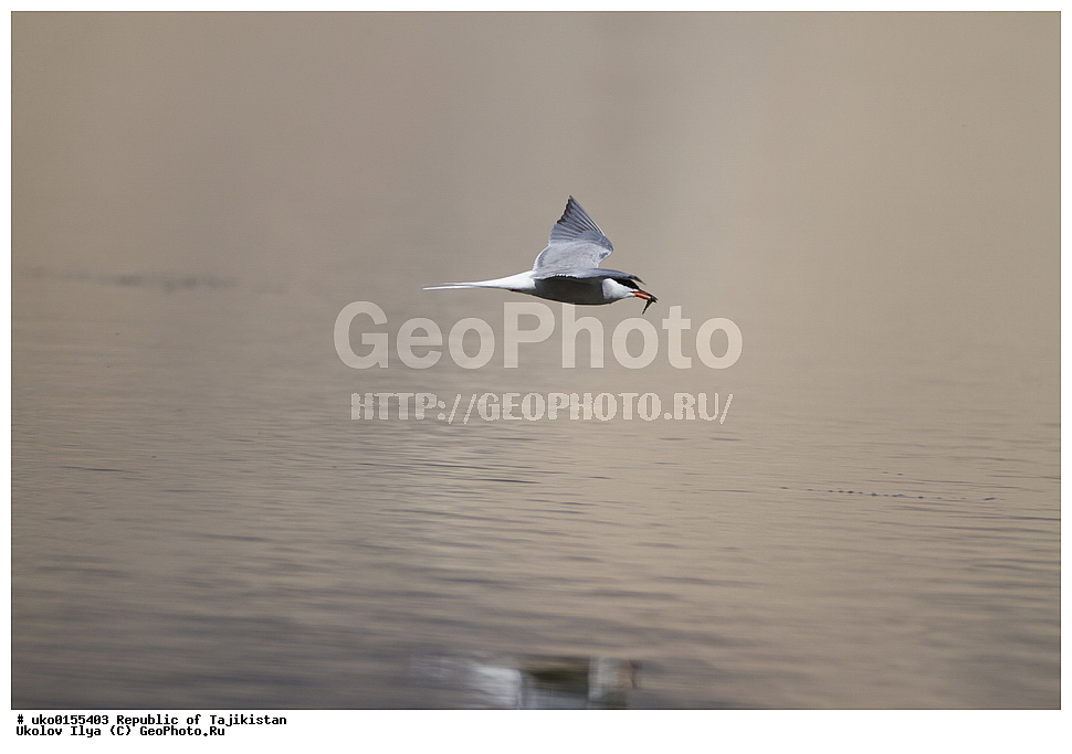 ��������� �����, �����������, ���������� �����������, ������� ����, ����������� ����, �����, ��������, ��������, �����, �����, ��������, �����������, ������� �����, ������� �����, XYZ, ���������, Sternidae, ������ ������, ������������ ������, Sterna hirundo