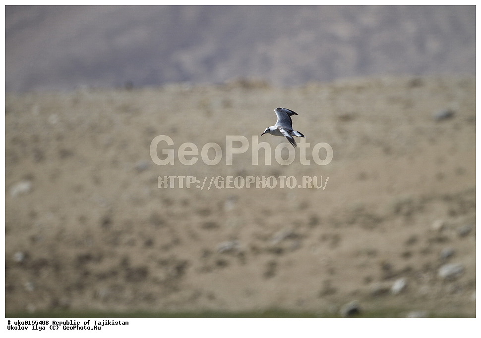  ��������� �����, �����������, ���������� �����������, ������� ����, ����������� ����, �����, ��������, ��������, �����, �����, ��������, �����������, ������� �����, ������� �����, XYZ, ��������, Laridae, ����������� �����, Chroicocephalus brunnicephalus, Larus brunnicephalus