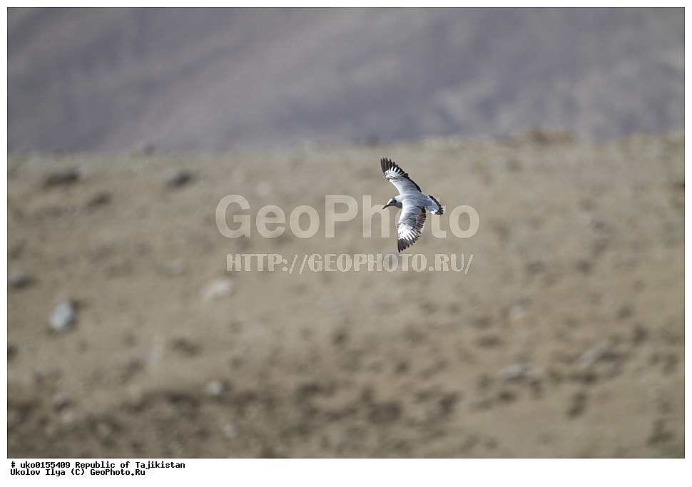  ��������� �����, �����������, ���������� �����������, ������� ����, ����������� ����, �����, ��������, ��������, �����, �����, ��������, �����������, ������� �����, ������� �����, XYZ, ��������, Laridae, ����������� �����, Chroicocephalus brunnicephalus, Larus brunnicephalus