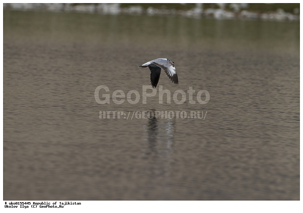  ��������� �����, �����������, ���������� �����������, ������� ����, ����������� ����, �����, ��������, ��������, �����, �����, ��������, �����������, ������� �����, ������� �����, XYZ, ��������, Laridae, ����������� �����, Chroicocephalus brunnicephalus, Larus brunnicephalus