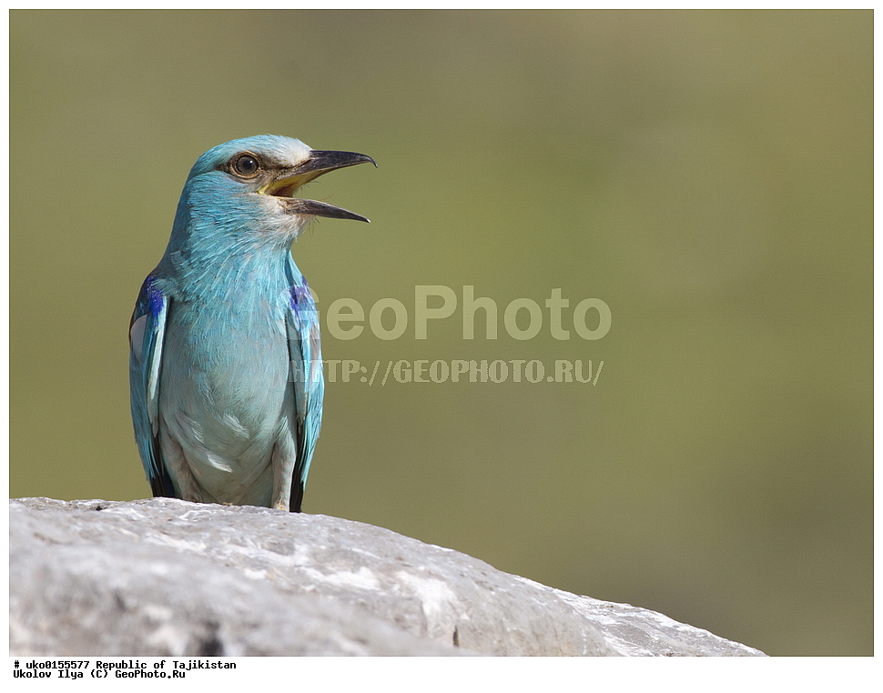 �� ������ �� �����, �����������, ���������� �����������, ������� ����, ����������� ����, �����, ��������, ��������, �����, �����, ��������, �����������, XYZ, ��������������, Coraciidae, �����������, ������������ �����������, �����������, �����, Coracias garrulus