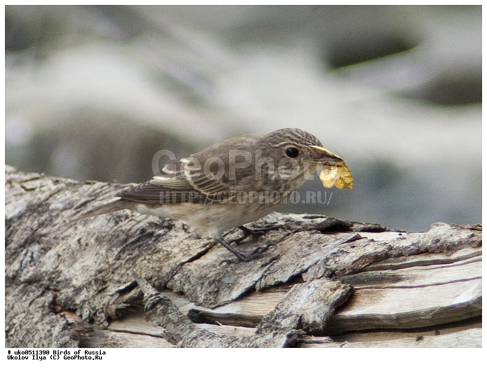 �����������, ���������� �������, ����������� ����� ������, ������, ��������, ��������, �����, �����, ��������, �����������, XYZ, ������������, Muscicapidae, ����� ���������, Muscicapa striata