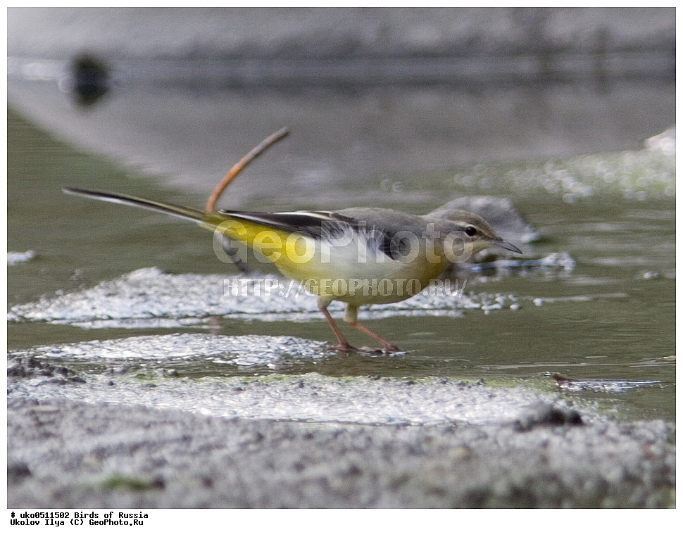 ����������� ����� ������, ������, ��������, ��������, �����, �����, ��������, �����������, XYZ, �������������, Motacillidae, ������ ����������, Motacilla cinerea