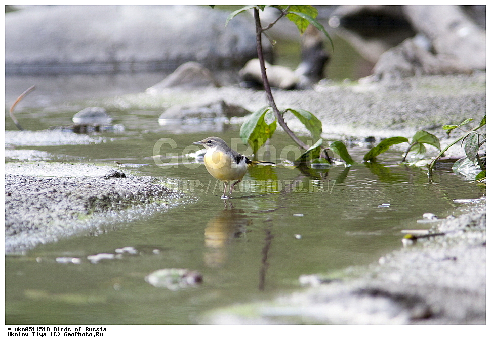 ����������� ����� ������, ������, ��������, ��������, �����, �����, ��������, �����������, XYZ, �������������, Motacillidae, ������ ����������, Motacilla cinerea