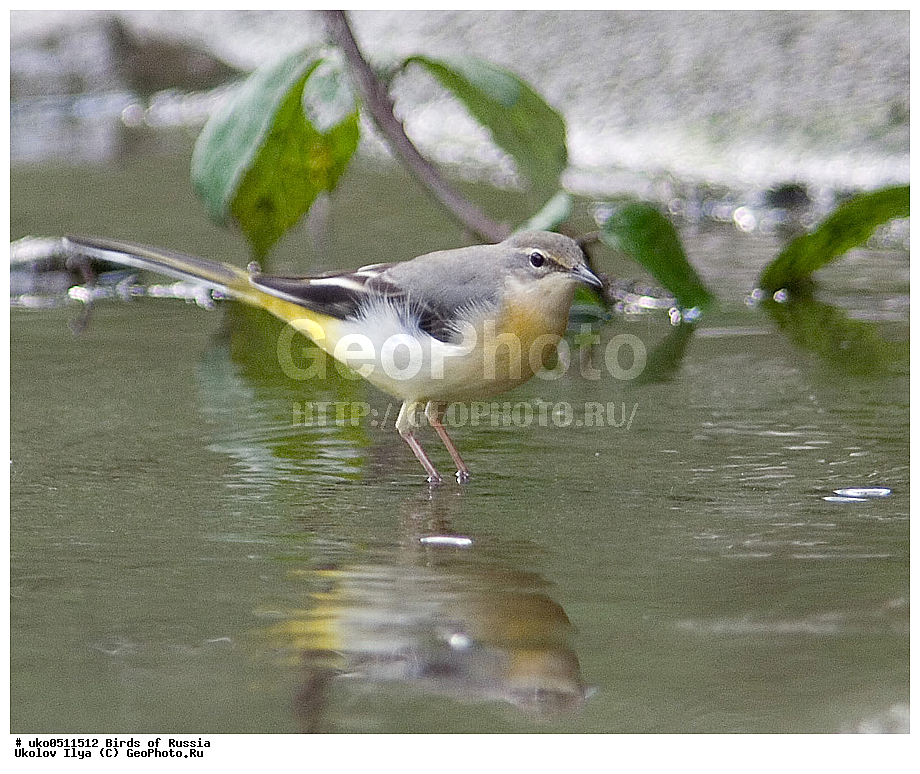 ����������� ����� ������, ������, ��������, ��������, �����, �����, ��������, �����������, XYZ, �������������, Motacillidae, ������ ����������, Motacilla cinerea