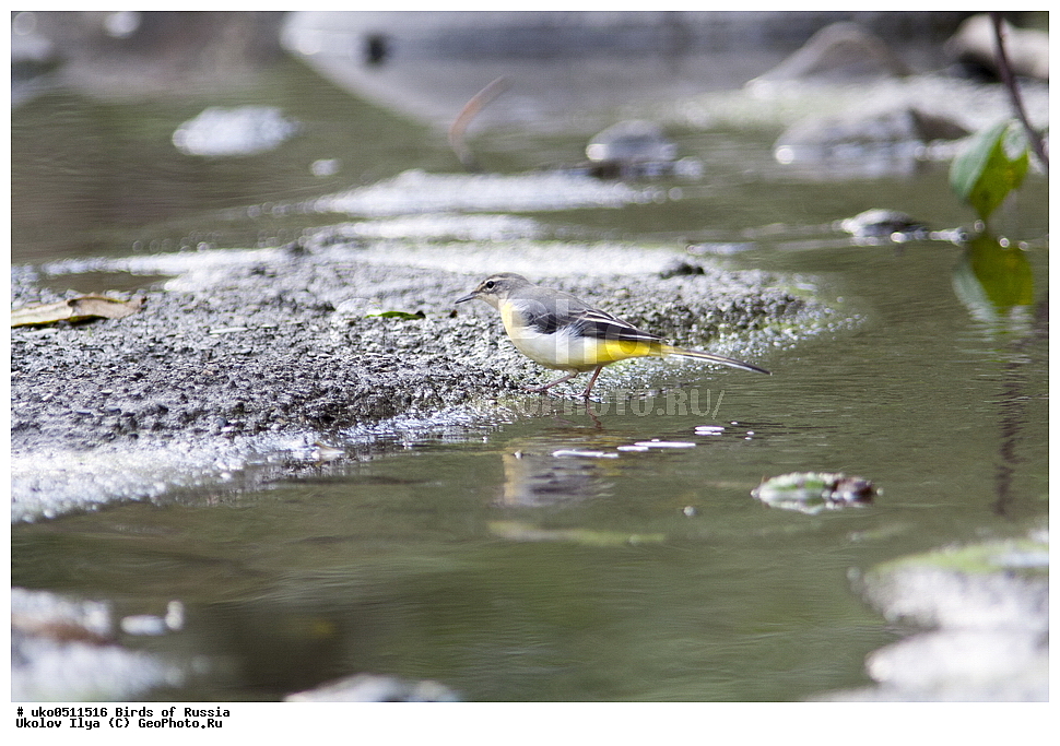 ����������� ����� ������, ������, ��������, ��������, �����, �����, ��������, �����������, XYZ, �������������, Motacillidae, ������ ����������, Motacilla cinerea