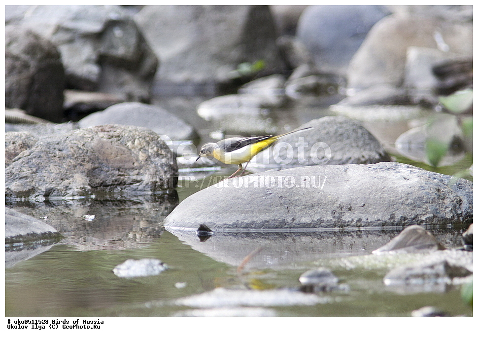 ����������� ����� ������, ������, ��������, ��������, �����, �����, ��������, �����������, XYZ, �������������, Motacillidae, ������ ����������, Motacilla cinerea