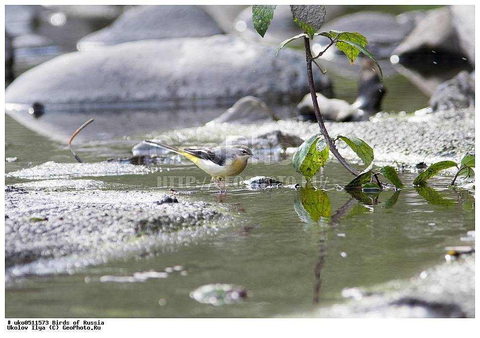 ����������� ����� ������, ������, ��������, ��������, �����, �����, ��������, �����������, XYZ, �������������, Motacillidae, ������ ����������, Motacilla cinerea