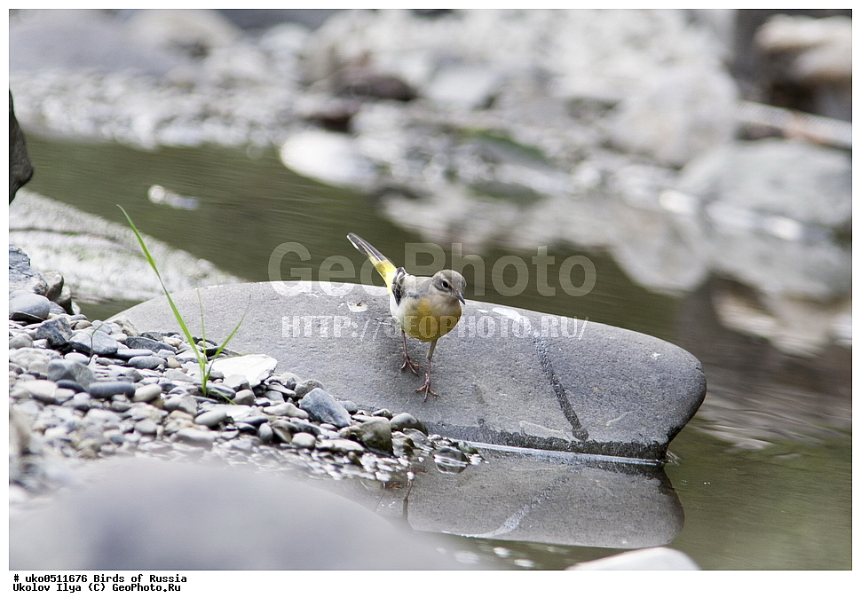 ����������� ����� ������, ������, ��������, ��������, �����, �����, ��������, �����������, XYZ, �������������, Motacillidae, ������ ����������, Motacilla cinerea