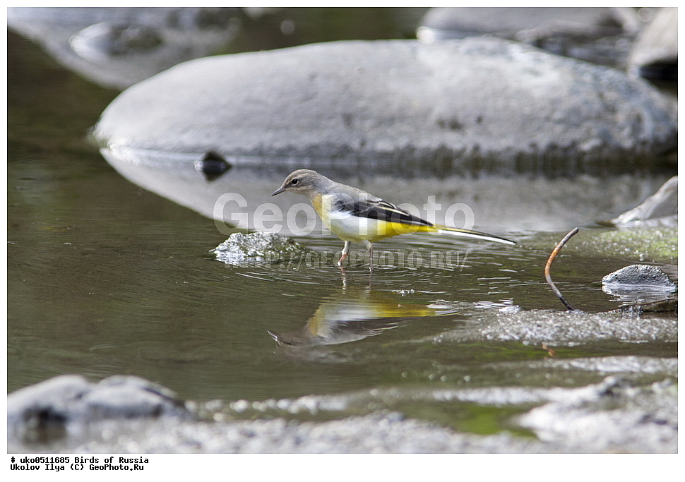 ����������� ����� ������, ������, ��������, ��������, �����, �����, ��������, �����������, XYZ, �������������, Motacillidae, ������ ����������, Motacilla cinerea