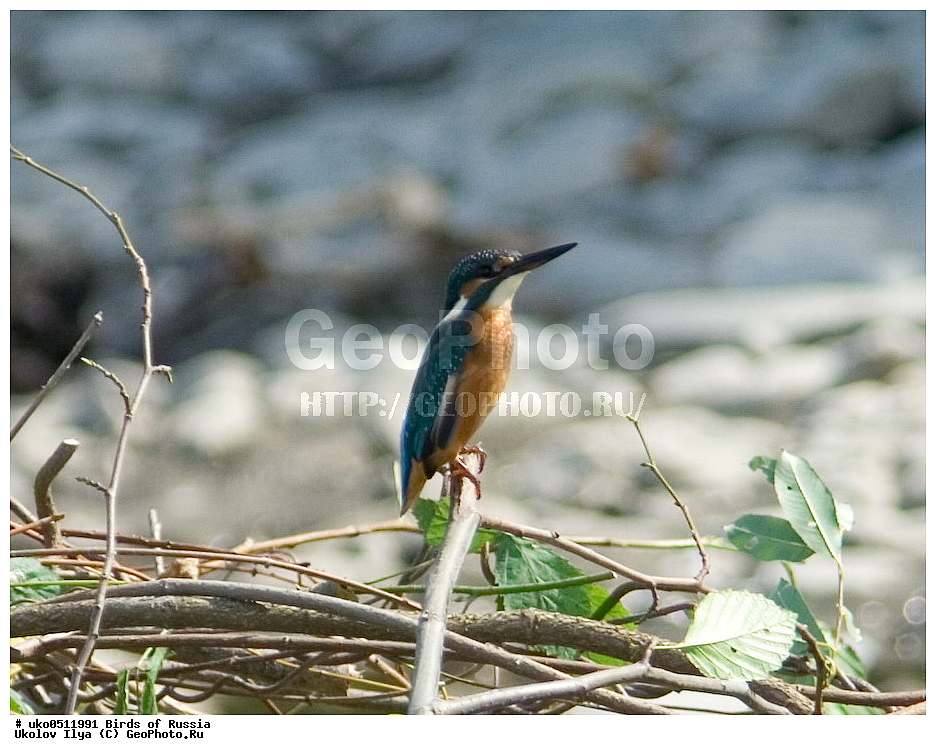  �����������, ���������� �������, ����������� ����� ������, ������, ��������, ��������, �����, �����, ��������, �����������, XYZ, ������������, Alcedinidae, ������������ ���������, Alcedo atthis