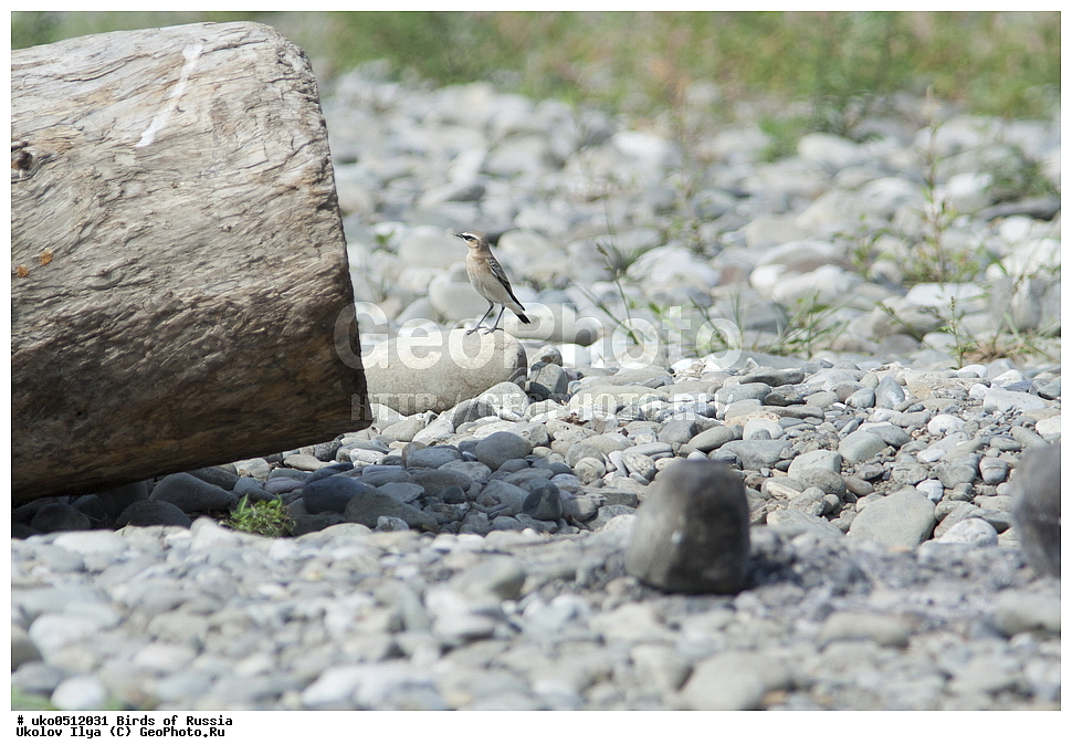 �����������, ���������� �������, ����������� ����� ������, ������, ��������, ��������, �����, �����, ��������, �����������, XYZ, ������������, Muscicapidae, ������������ �������, �������, Oenanthe oenanthe