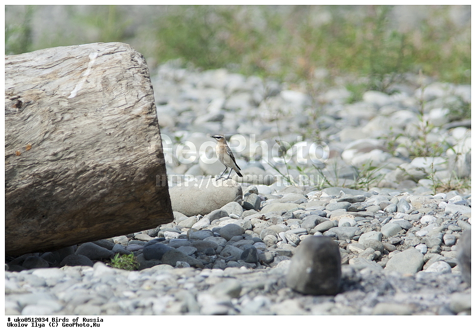 �����������, ���������� �������, ����������� ����� ������, ������, ��������, ��������, �����, �����, ��������, �����������, XYZ, ������������, Muscicapidae, ������������ �������, �������, Oenanthe oenanthe