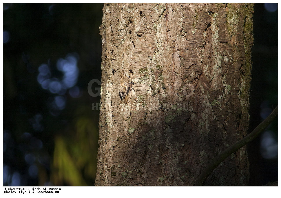 ������, ��������, ��������, �����, �����, ��������, �����������, XYZ, ���������, Certhiidae, ������������ ������, Certhia familiaris, ����������� ����� ������, �����������, ���������� �������