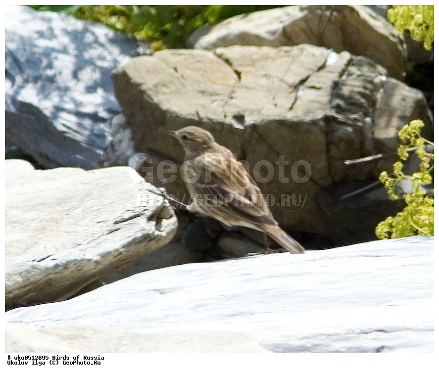 ����������� ����� ������, ������, ��������, ��������, �����, �����, ��������, �����������, XYZ, �������������, Motacillidae, ������ �����, ��������� �����, ������ �����, ��������� �����, Anthus spinoletta