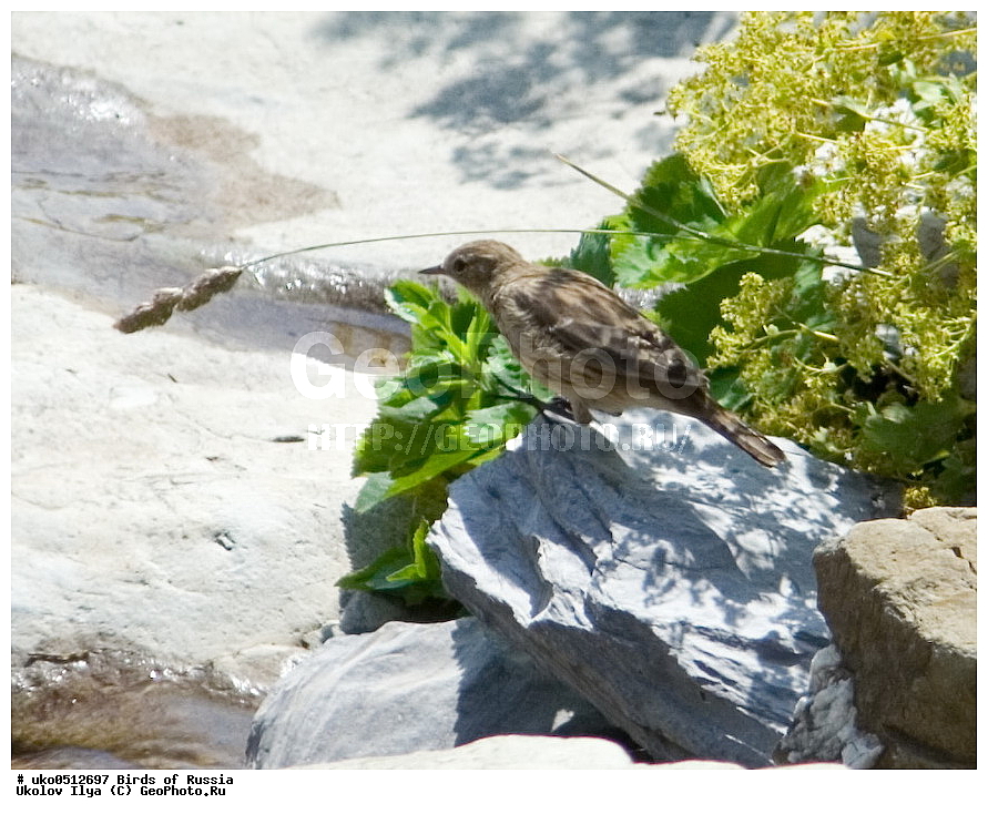 ����������� ����� ������, ������, ��������, ��������, �����, �����, ��������, �����������, XYZ, �������������, Motacillidae, ������ �����, ��������� �����, ������ �����, ��������� �����, Anthus spinoletta