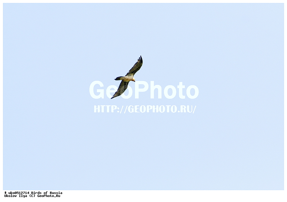 ����������� ����� ������, ������, ��������, ��������, �����, �����, ��������, �����������, ������ �����, ������ �����, XYZ, ����������, Accipitridae, �������, ��������, Gypaetus barbatus