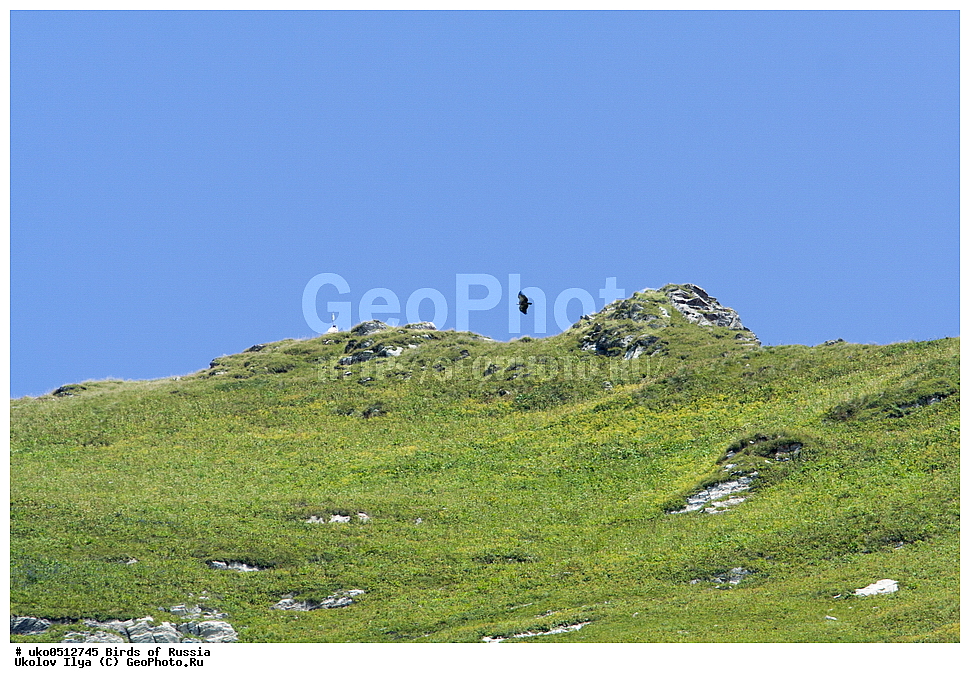 ����������� ����� ������, ������, ��������, ��������, �����, �����, ��������, �����������, ������ �����, ������ �����, XYZ, ����������, Accipitridae, ����������� ���, Gyps fulvus