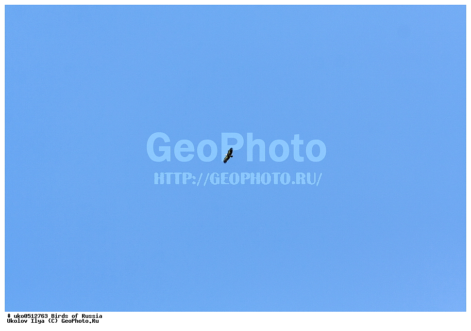 ����������� ����� ������, ������, ��������, ��������, �����, �����, ��������, �����������, ������ �����, ������ �����, XYZ, ����������, Accipitridae, ����������� ���, Gyps fulvus