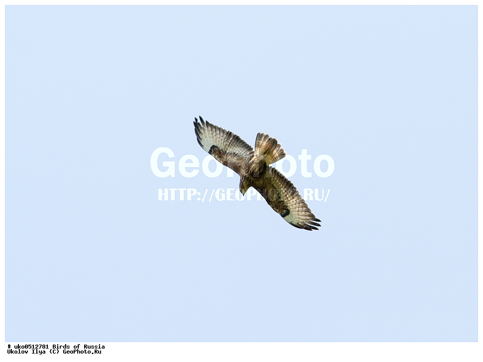 �����������, ���������� �������, ����������� ����� ������, ������, ��������, ��������, �����, �����, ��������, �����������, ������ �����, ������ �����, XYZ, ����������, Accipitridae, ������������ �����, C����, Buteo buteo