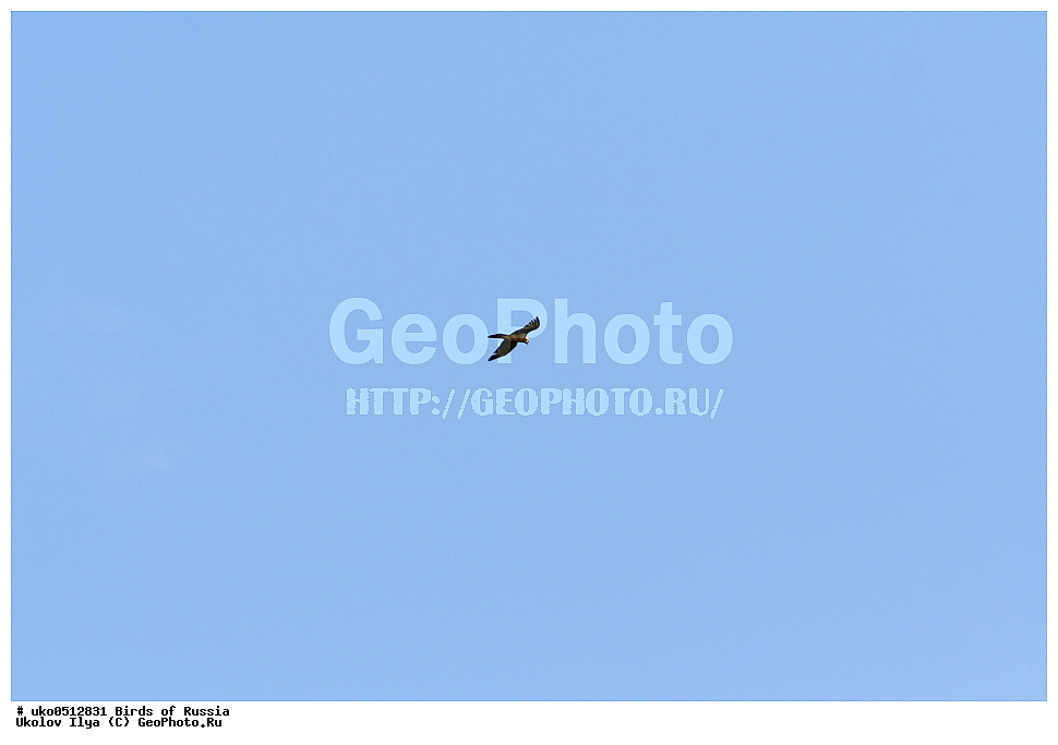 ����������� ����� ������, ������, ��������, ��������, �����, �����, ��������, �����������, ������ �����, ������ �����, XYZ, ����������, Accipitridae, �������, ��������, Gypaetus barbatus