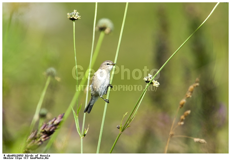 ����������� ����� ������, ������, ��������, ��������, �����, �����, ��������, �����������, XYZ, ���������, Sylviidae, ����������, Phylloscopidae, ���������� �������, ������� ����������, Phylloscopus lorenzii