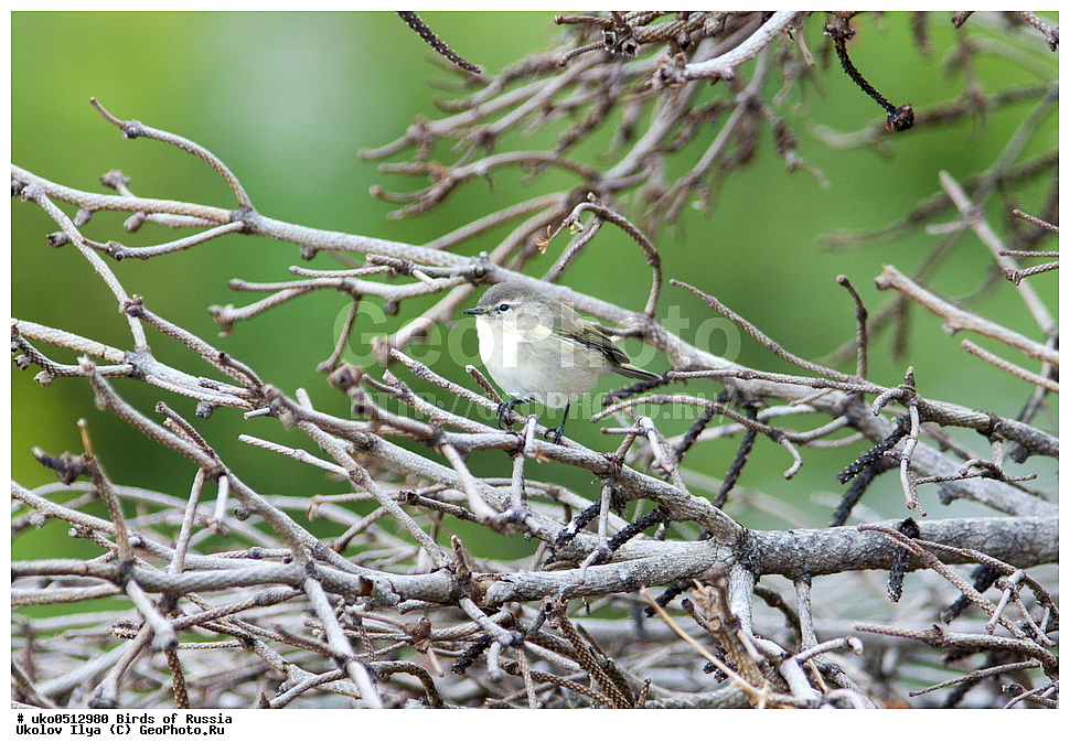 ����������� ����� ������, ������, ��������, ��������, �����, �����, ��������, �����������, XYZ, ���������, Sylviidae, ����������, Phylloscopidae, ���������� �������, ������� ����������, Phylloscopus lorenzii