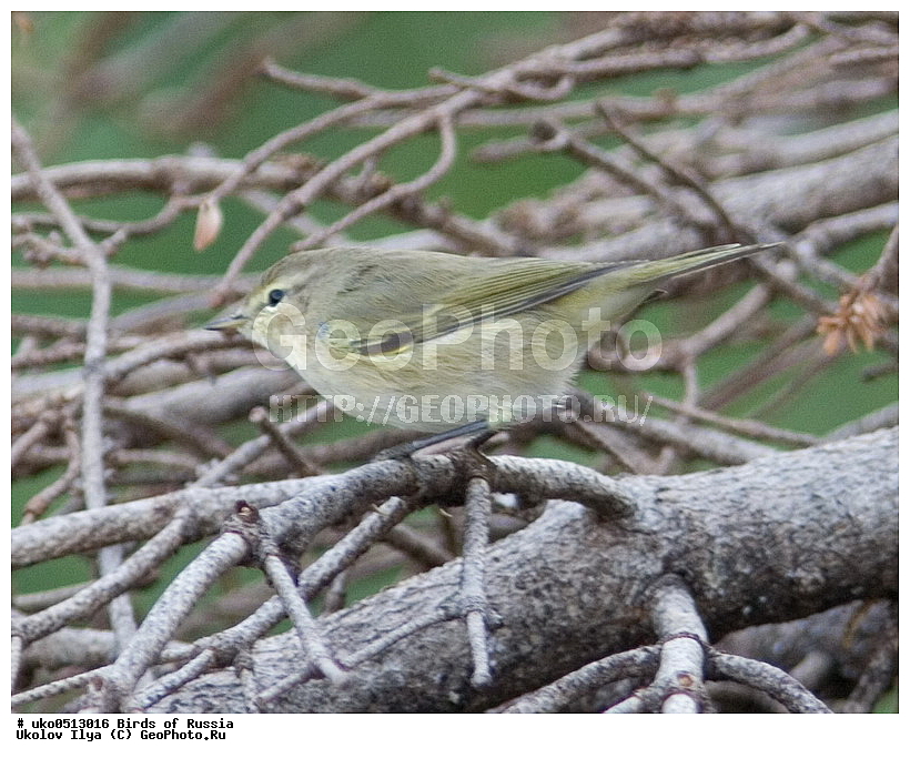 �����������, ���������� �������, ����������� ����� ������, ������, ��������, ��������, �����, �����, ��������, �����������, XYZ, ���������, Sylviidae, ����������, Phylloscopidae, �������-���������, ���������, �������-��������, Phylloscopus collybita