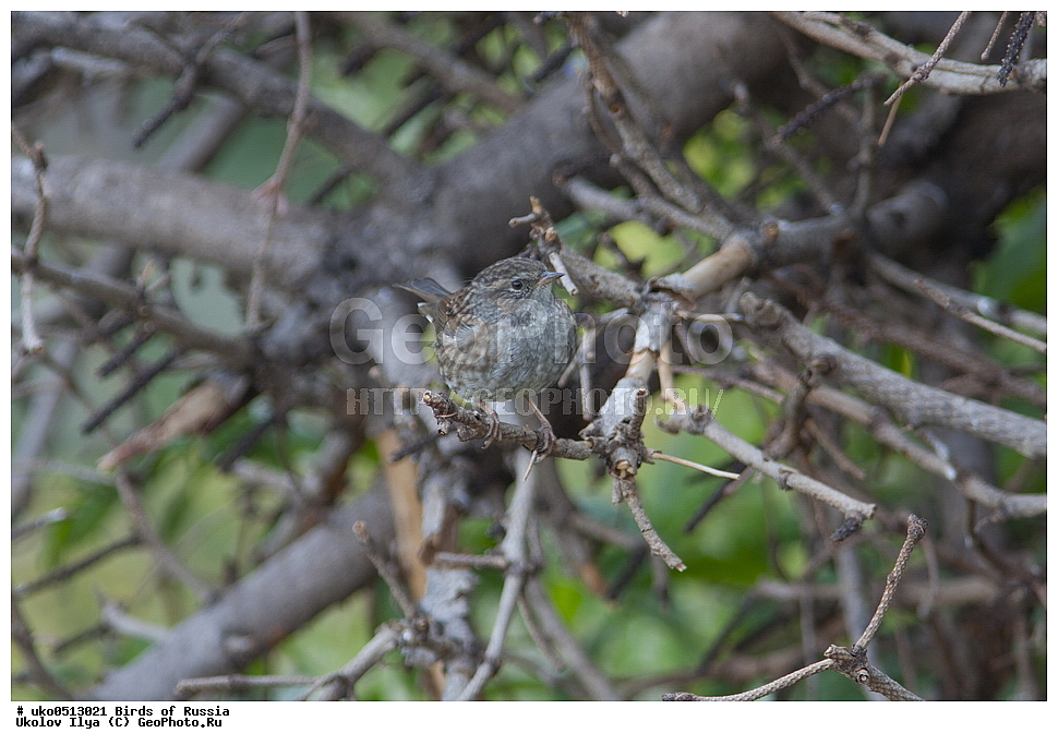 ������, ��������, ��������, �����, �����, ��������, �����������, XYZ, ������������, Prunellidae, ������ ���������, Prunella modularis, ����������� ����� ������, �����������, ���������� �������