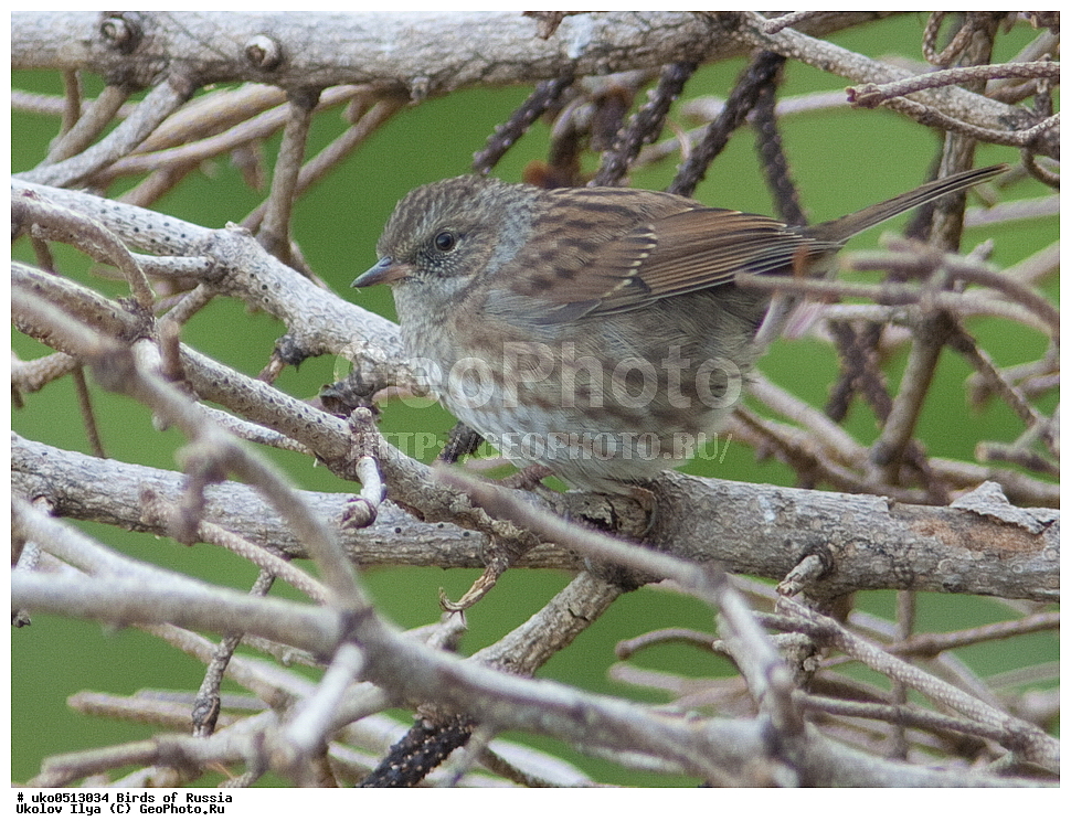 ������, ��������, ��������, �����, �����, ��������, �����������, XYZ, ������������, Prunellidae, ������ ���������, Prunella modularis, ����������� ����� ������, �����������, ���������� �������