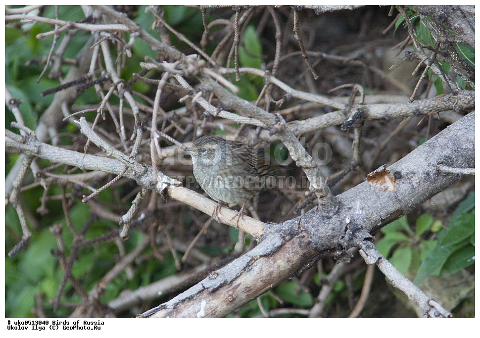 ������, ��������, ��������, �����, �����, ��������, �����������, XYZ, ������������, Prunellidae, ������ ���������, Prunella modularis, ����������� ����� ������, �����������, ���������� �������